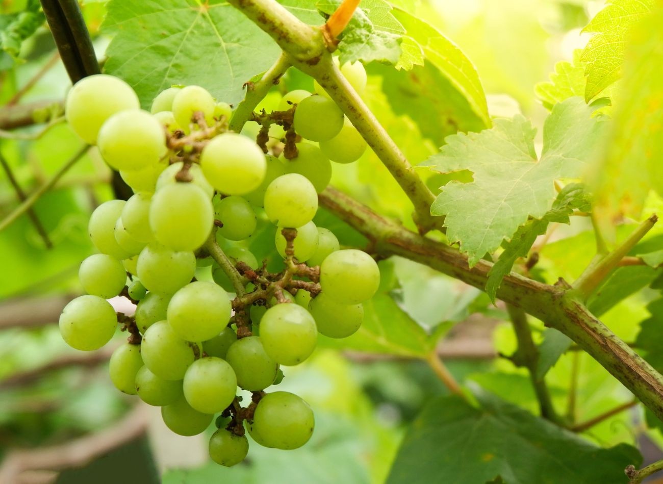 Fertilizarea viței de vie. Ce îngrășăminte sunt cele mai bune pentru fructificare, date de fertilizare