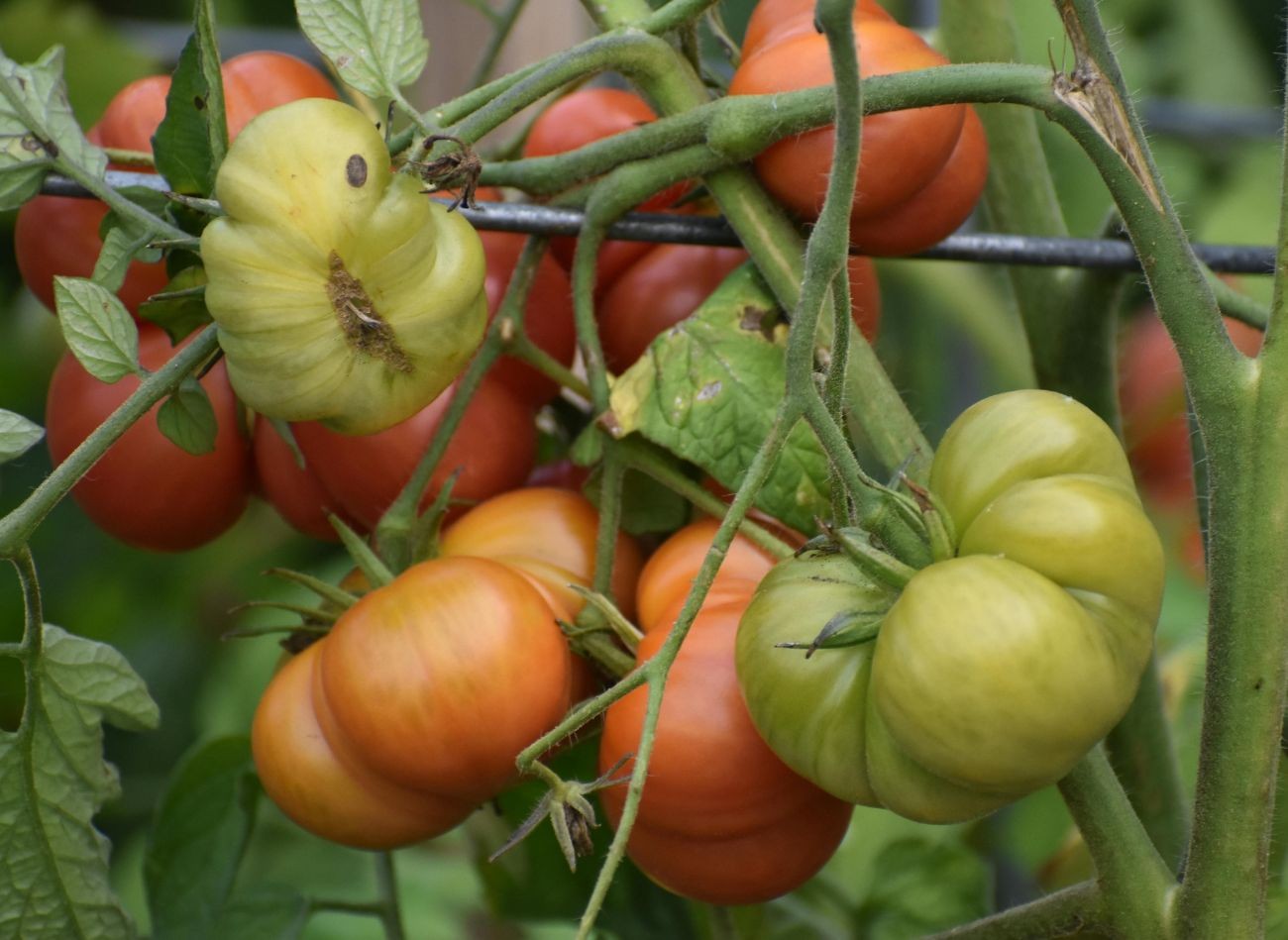 Rumegușul de corn - un fertilizator natural cu azot. Ce să folosiți și cum să folosiți făina de corn?