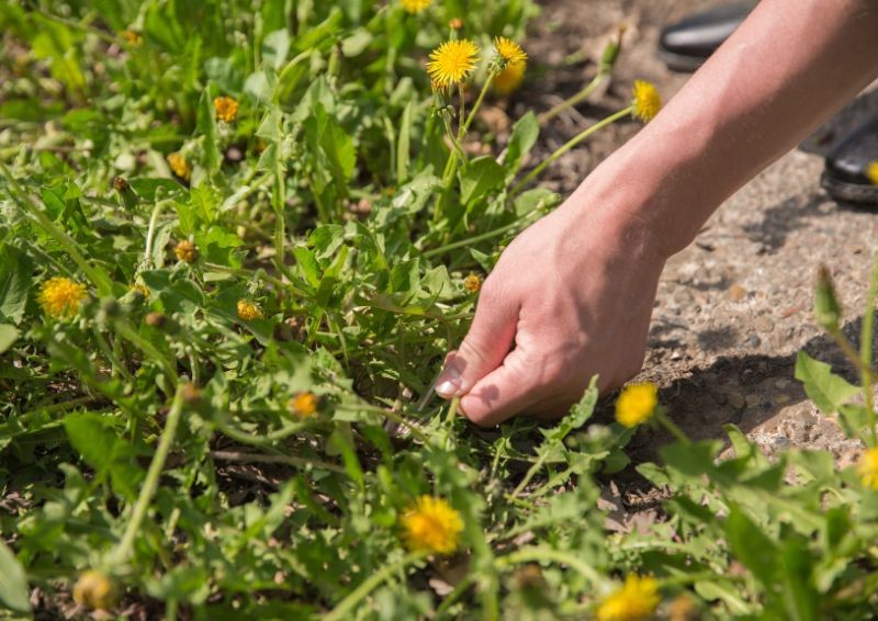 Acestea sunt plantele de care trebuie să scăpați rapid de pe gazon. Modalități fiabile de a scăpa de buruieni
