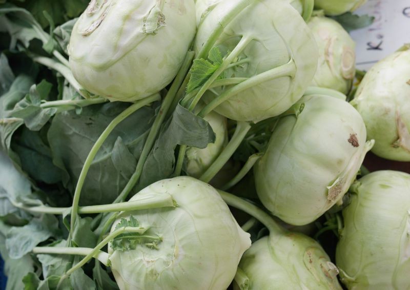 Plantarea soiurilor timpurii de kohlrabi. Momentul cheie și pregătirea solului