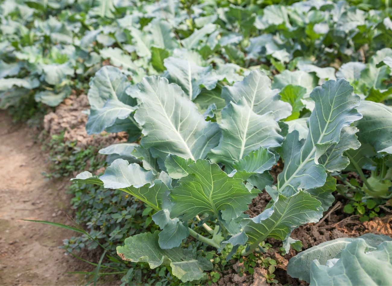 Plantarea soiurilor timpurii de kohlrabi. Momentul cheie și pregătirea solului