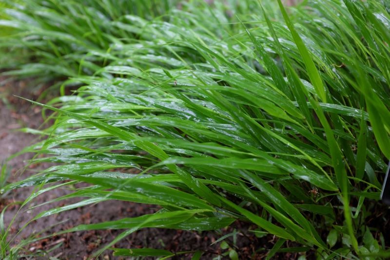 Hakonechloa subțire (Hakonechloa macra) va crește bine alături de hostas.