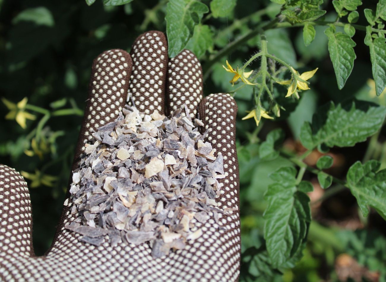 Rumegușul de corn - un fertilizator natural cu azot. Ce să folosiți și cum să folosiți făina de corn?