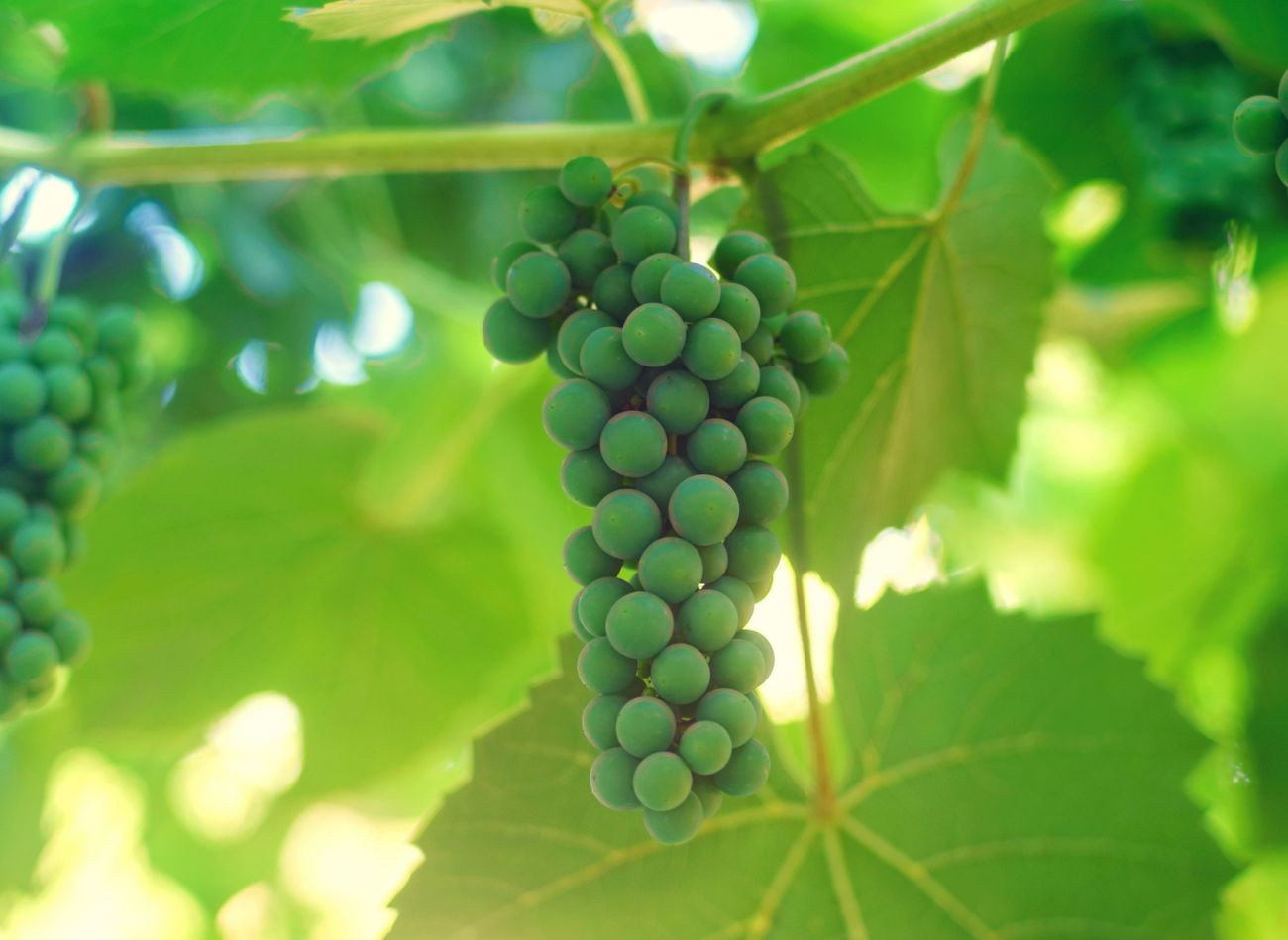 Fertilizarea viței de vie. Ce îngrășăminte sunt cele mai bune pentru fructificare, date de fertilizare
