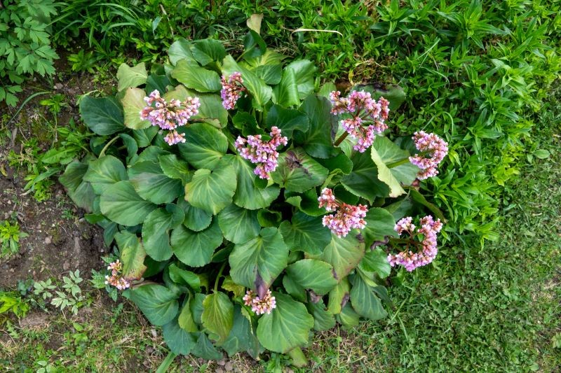 Bergenia sercolifolia (Bergenia cordifolia) este frumoasă și neexigentă.